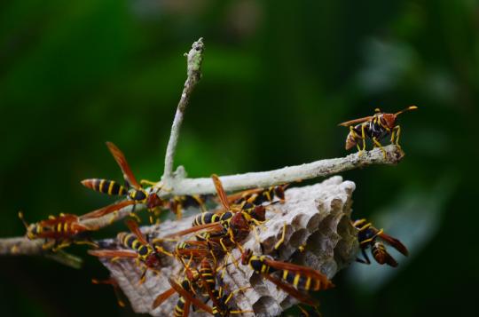 wasps-nest-close-up-2021-11-22-17-46-28-utc.jpg