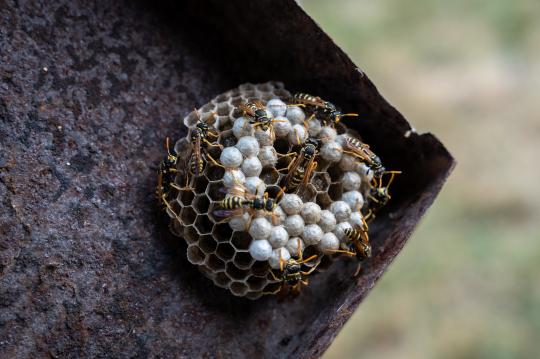 a-small-wasp-nest-with-working-wasps-2021-09-03-16-56-21-utc.jpg