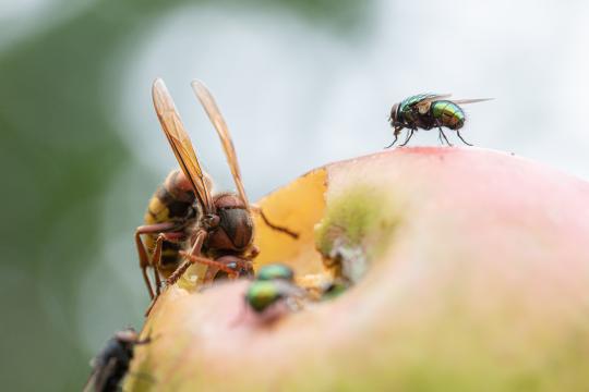 big-hornet-eating-an-apple-growing-on-a-tree-2021-08-29-06-04-01-utc.jpg