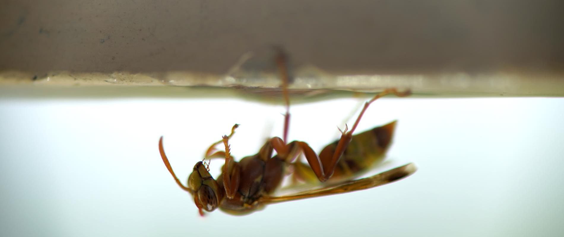 close-up-of-wasps-sitting-on-nest-2021-12-09-11-59-29-utc.JPG