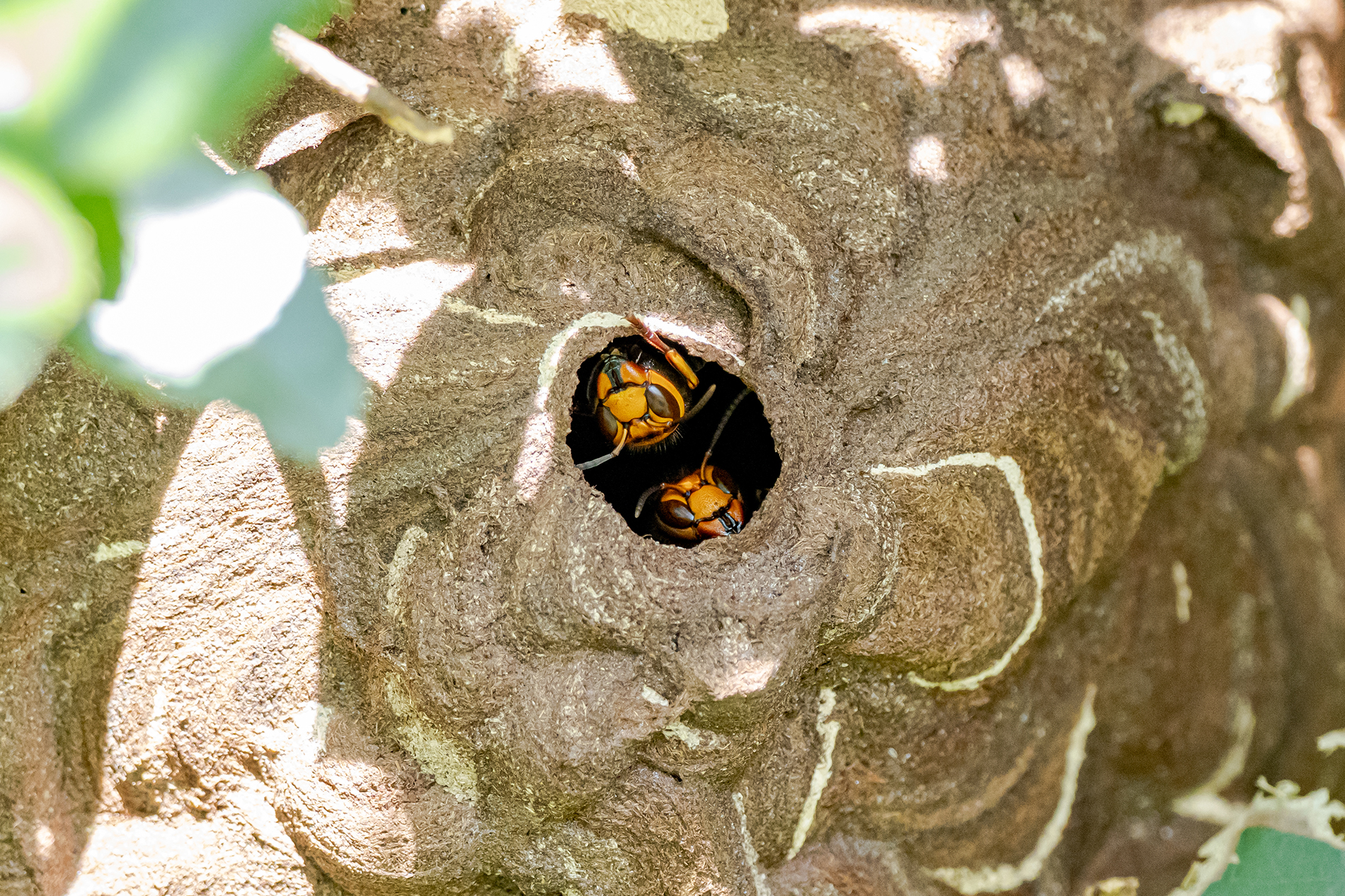 macro-shot-of-a-honey-bee-on-a-honeycomb-2023-11-27-05-29-25-utc-1