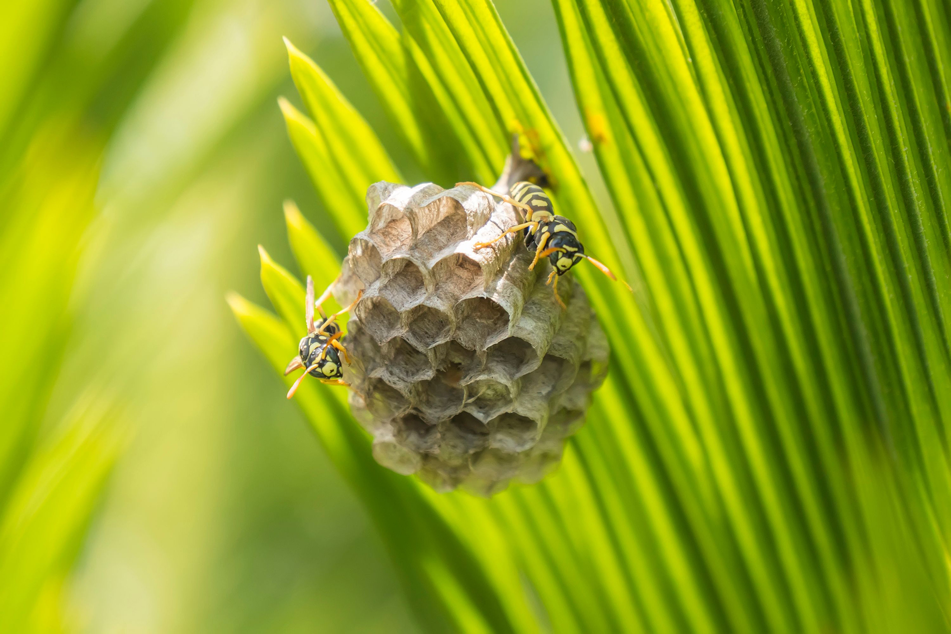 close-up-photo-of-two-wasps-perched-on-a-nest-2023-11-27-05-29-32-utc-1