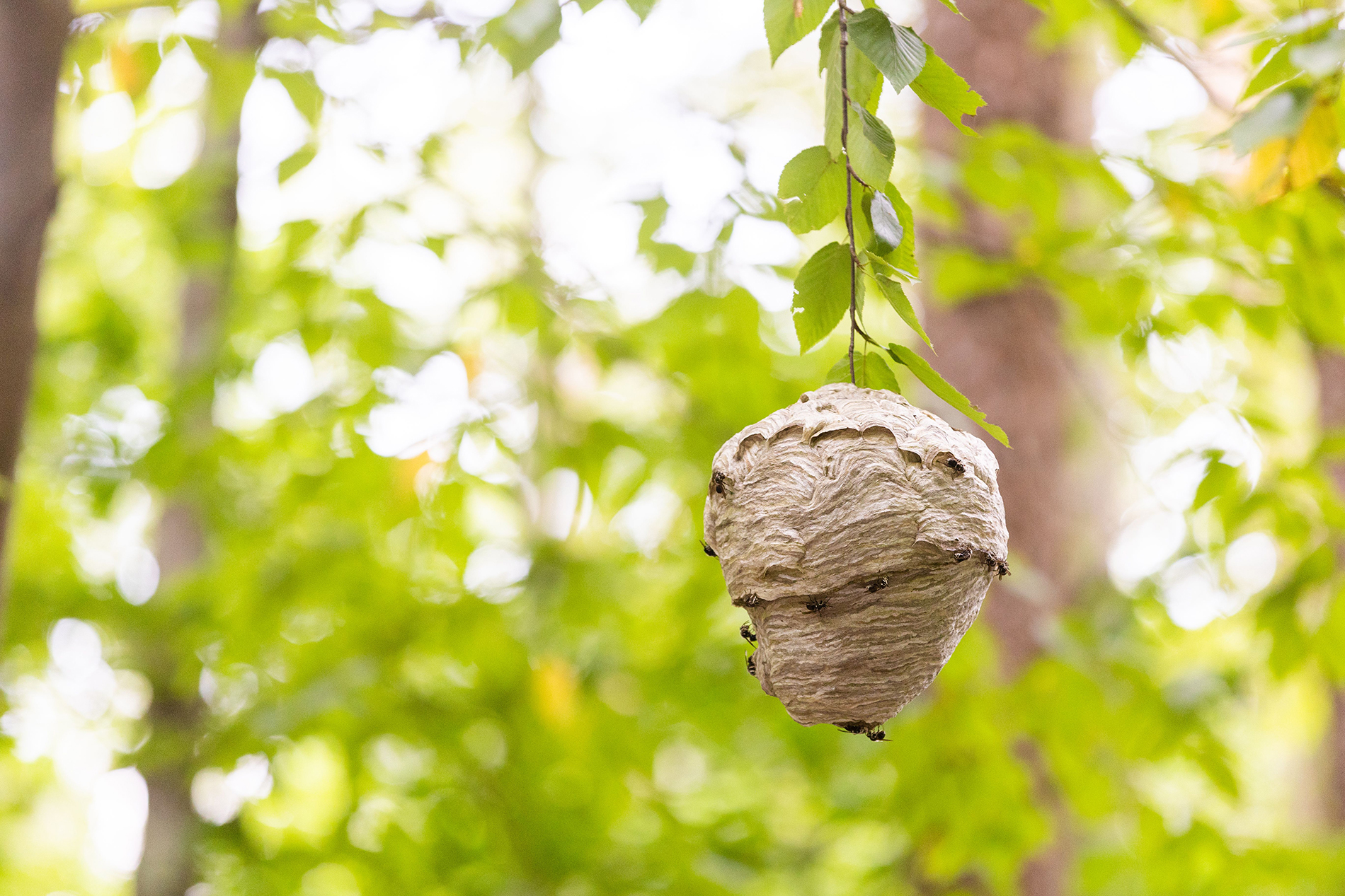 wasp-nest-hanging-in-a-branch-with-some-wasps-arou-2023-11-27-05-00-59-utc-1