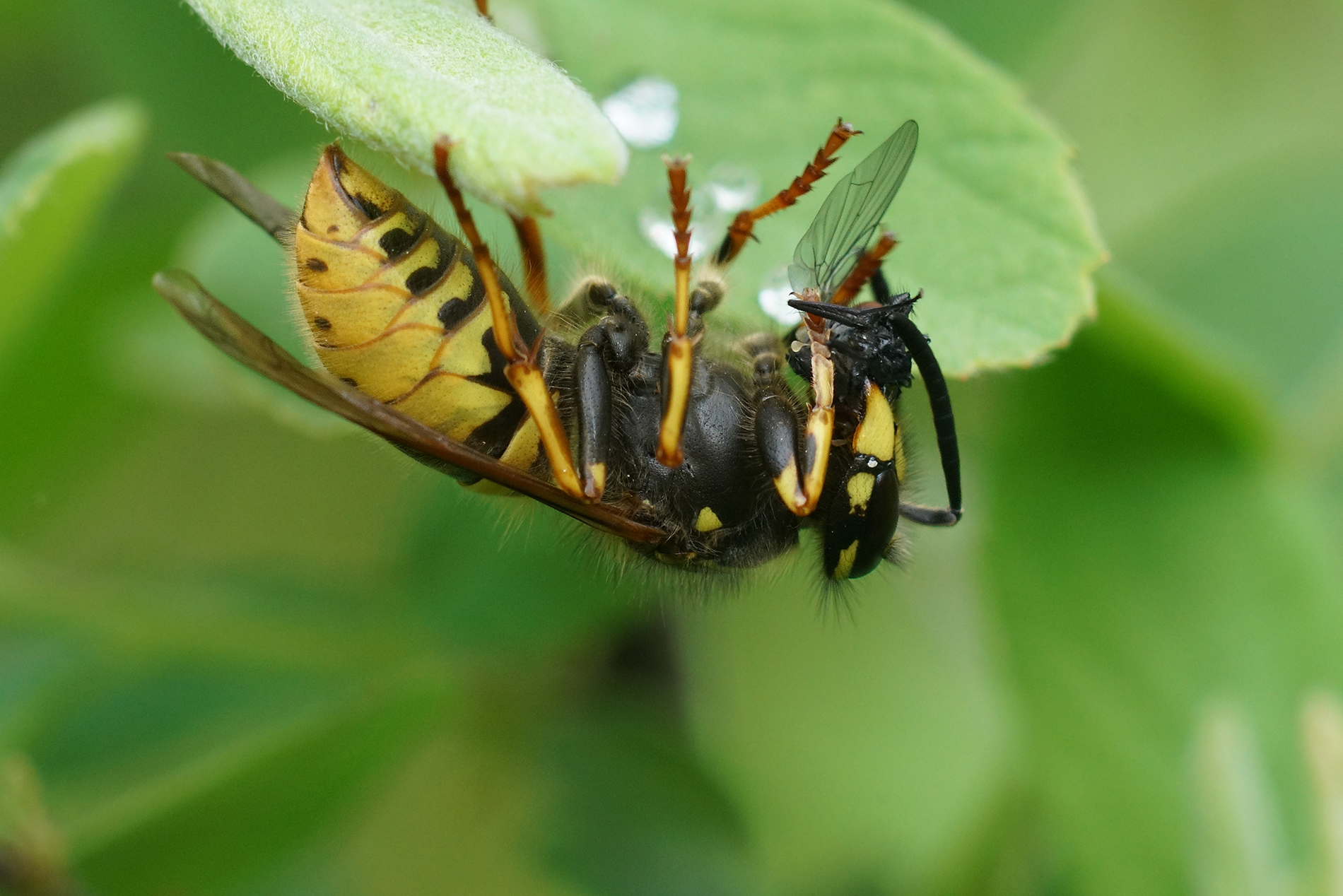 closeup-on-a-worker-european-yellow-jacket-wasp-v-2024-03-01-18-22-26-utc-1