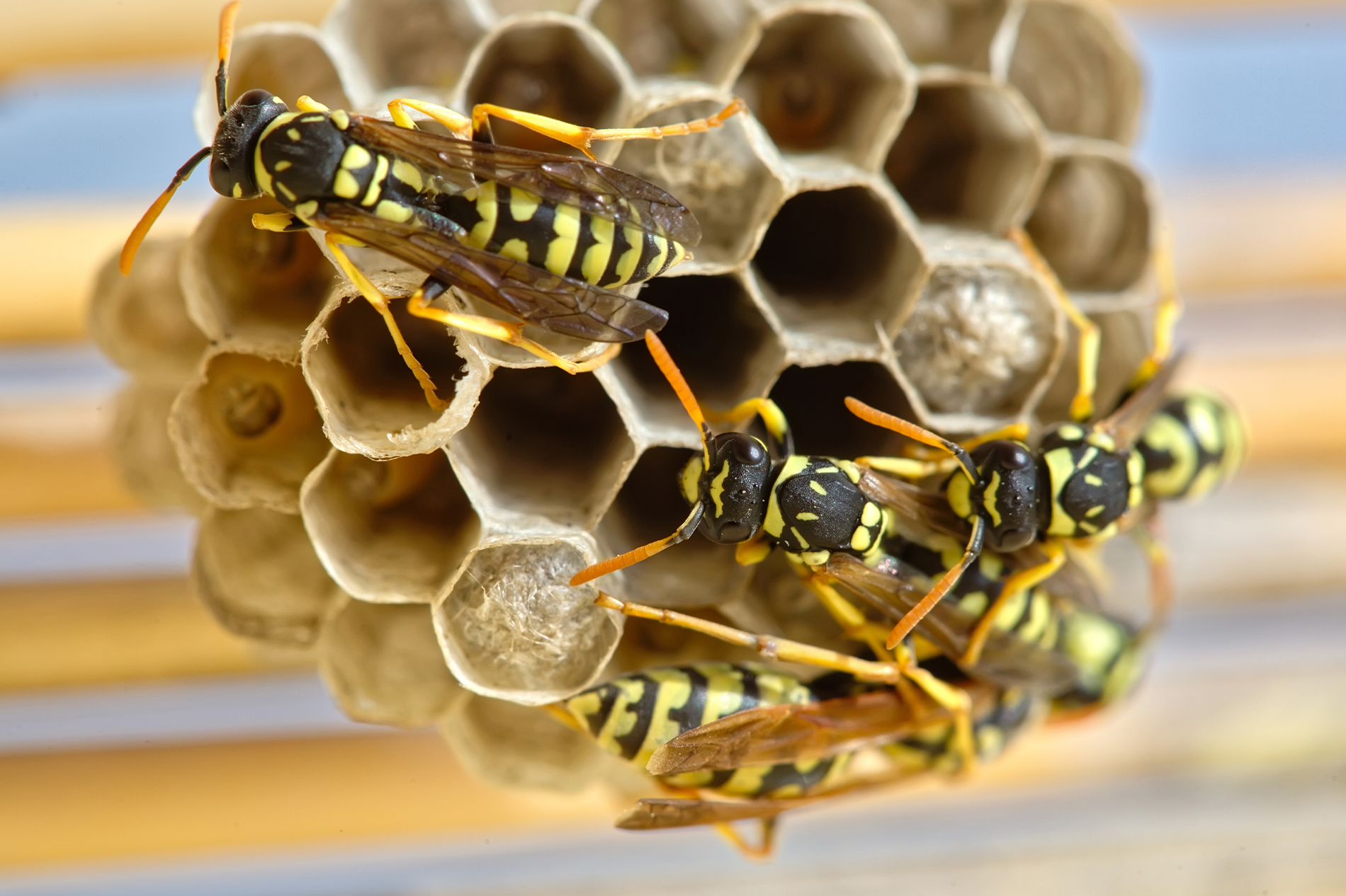 macro-shot-of-a-honey-bee-on-a-honeycomb-2023-11-27-05-29-25-utc-1