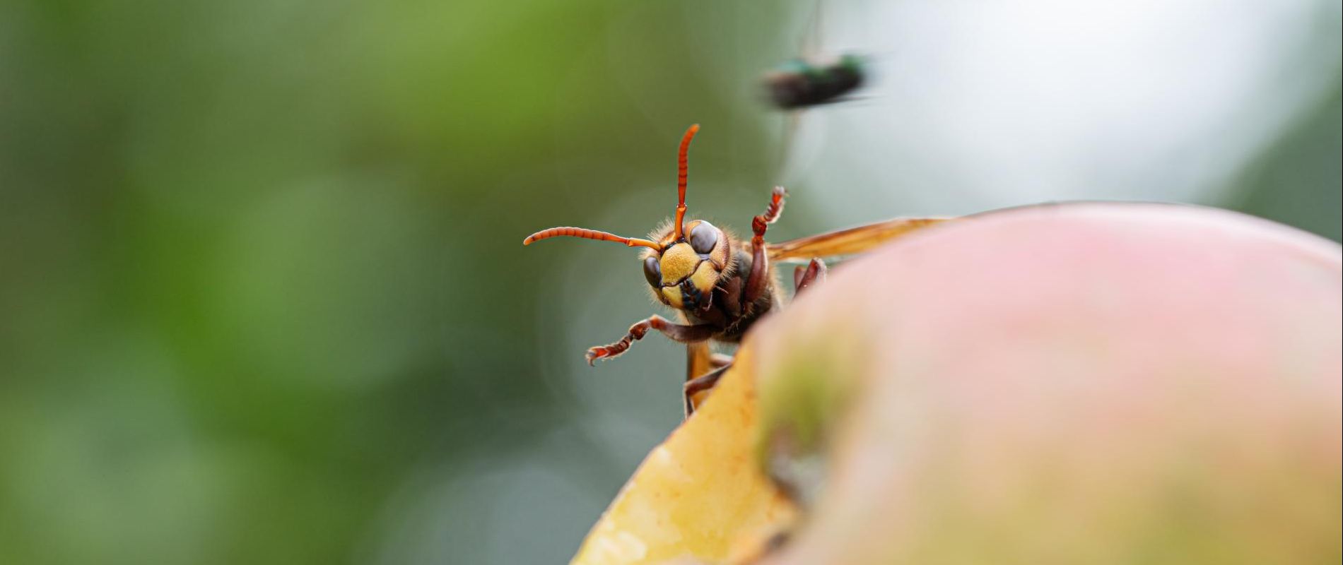 macro-shot-of-a-hornet-on-a-ripening-apple-2021-09-03-12-29-53-utc.jpg